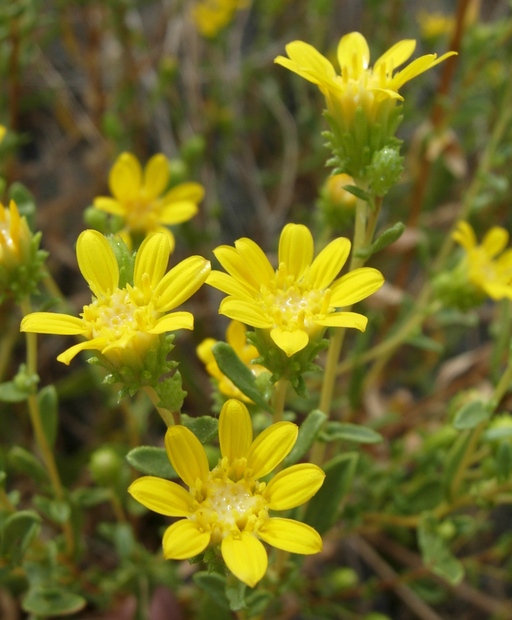 Grindelia fraxinipratensis Grindelia fraxinipratensis