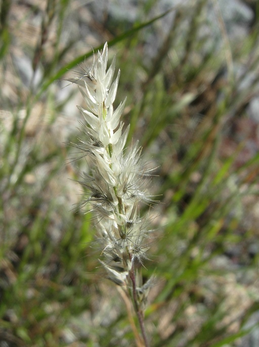 Enneapogon desvauxii