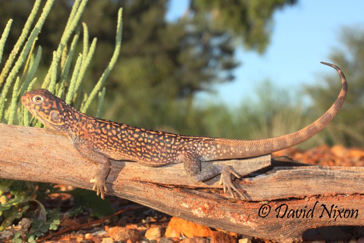 Ctenophorus nuchalis Ctenophorus nuchalis
