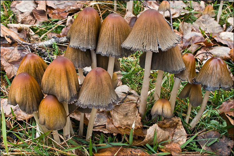 Parasola auricoma