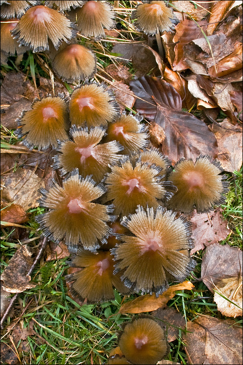 Parasola auricoma