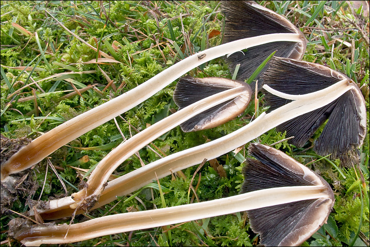Parasola auricoma