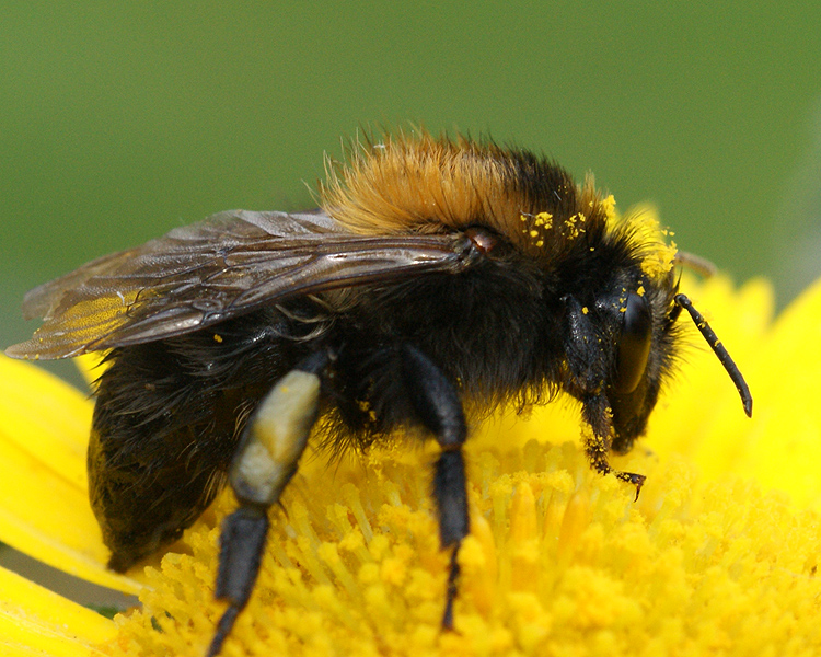 Bombus campestris