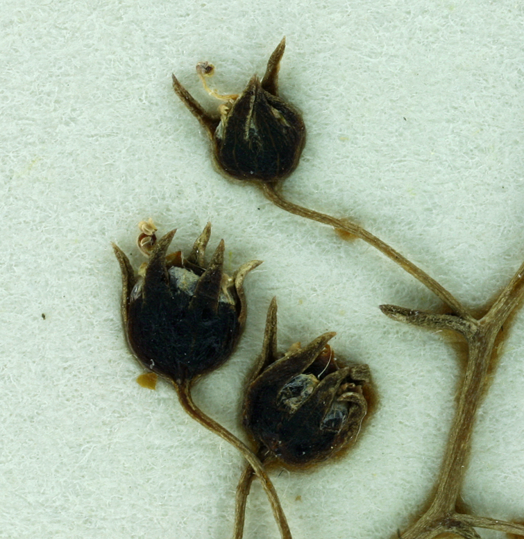 Nemacladus glanduliferus Nemacladus glanduliferus
