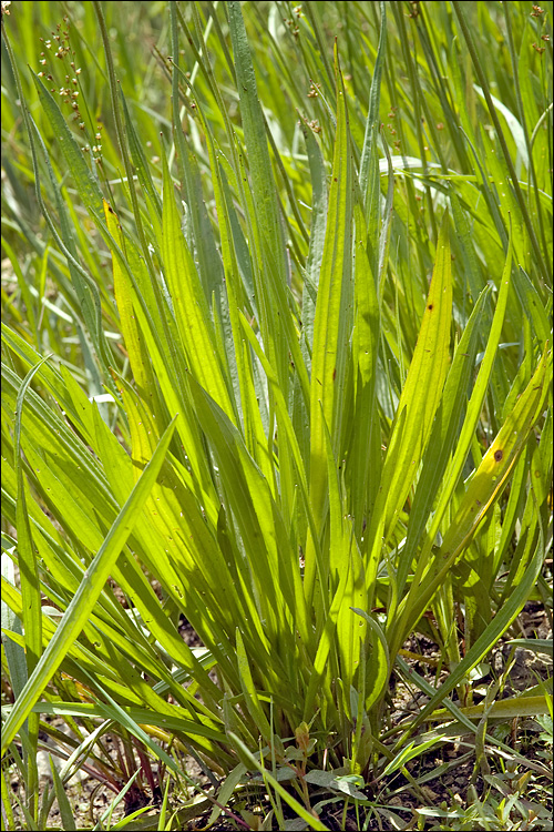 Plantago altissima