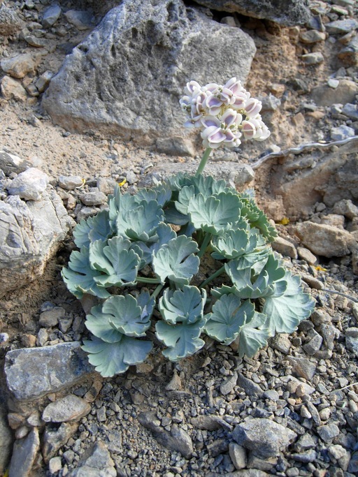 Cymopterus gilmanii Cymopterus gilmanii