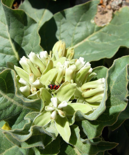 Asclepias nyctaginifolia Asclepias nyctaginifolia