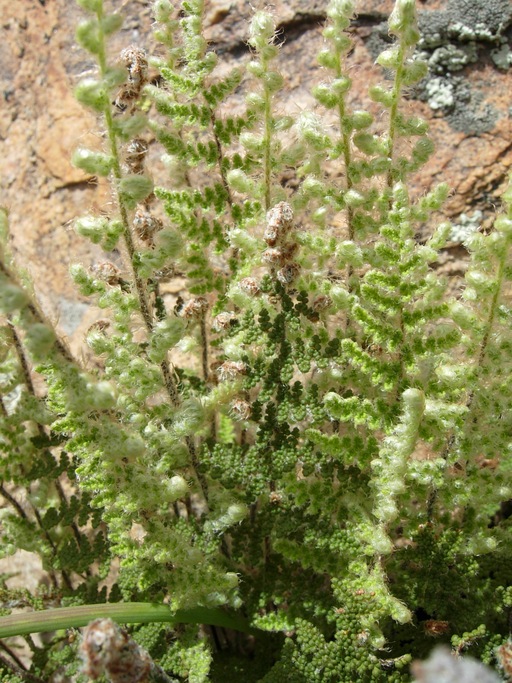 Myriopteris wootonii Myriopteris wootonii