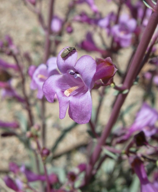 Penstemon patens Penstemon patens