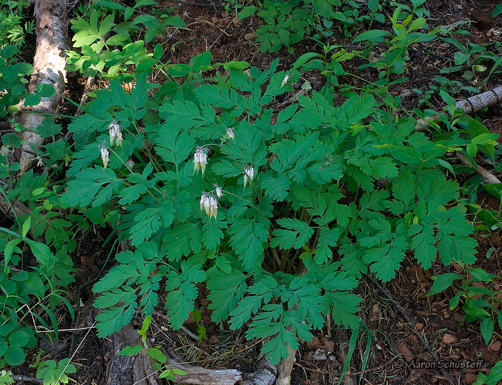 Dicentra formosa ssp. oregana