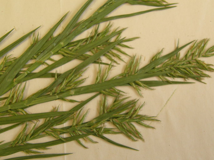 Dulichium arundinaceum Dulichium arundinaceum