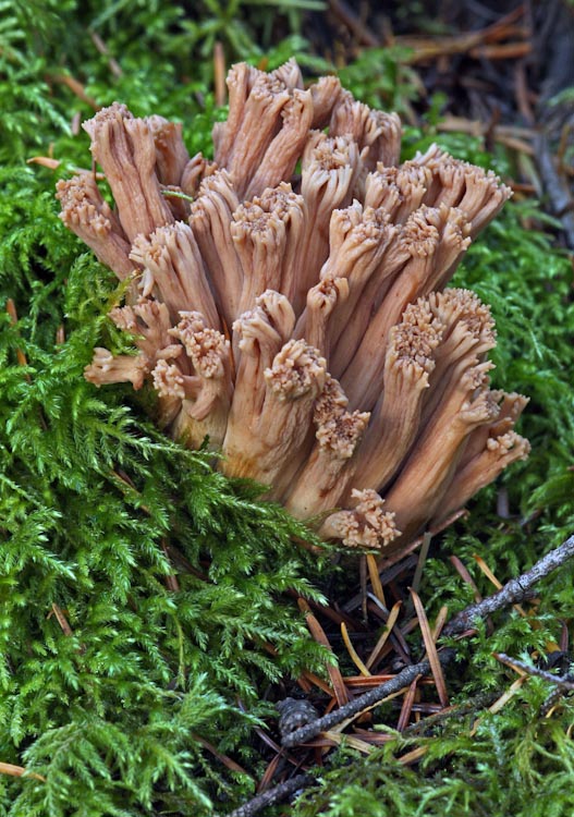 Ramaria acrisiccescens Ramaria acrisiccescens
