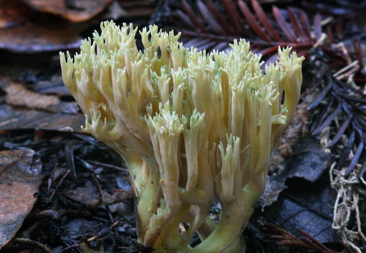 Ramaria apiculata Ramaria apiculata