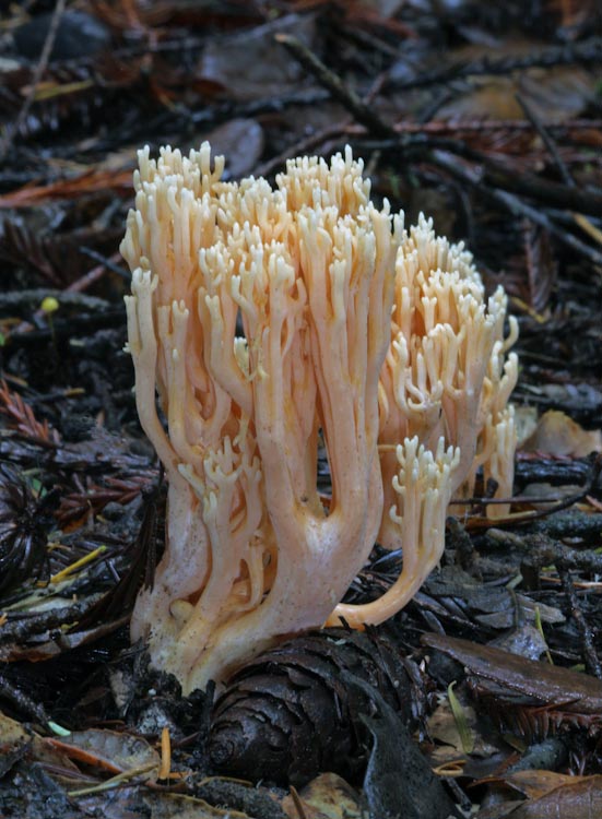 Ramaria stricta Ramaria stricta