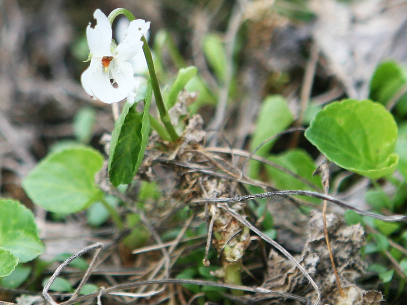 Viola sp. Viola sp.