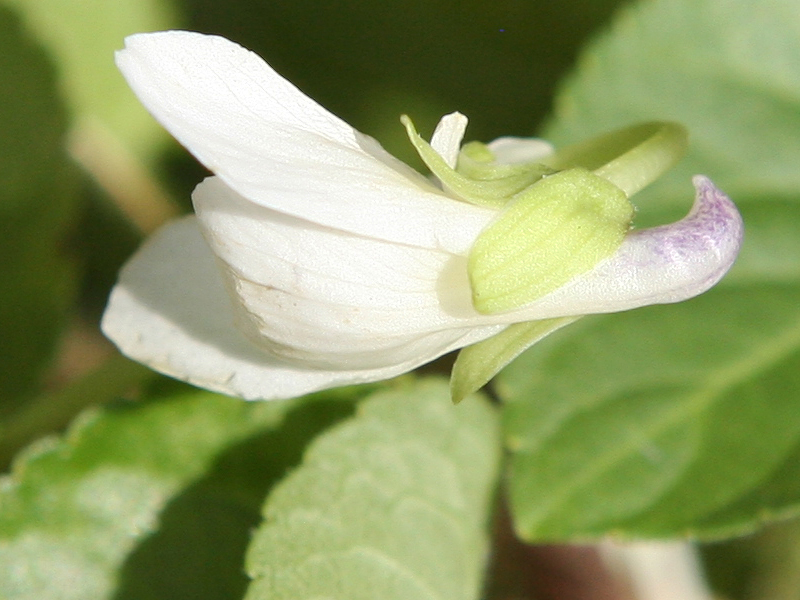 Viola sp. Viola sp.