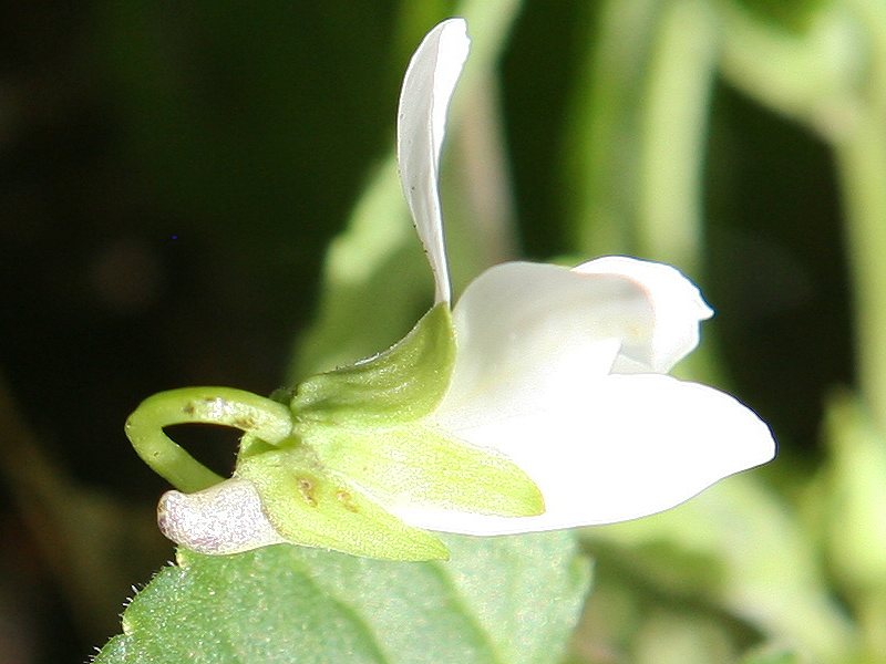 Viola sp.