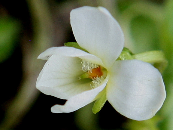 Viola sp.