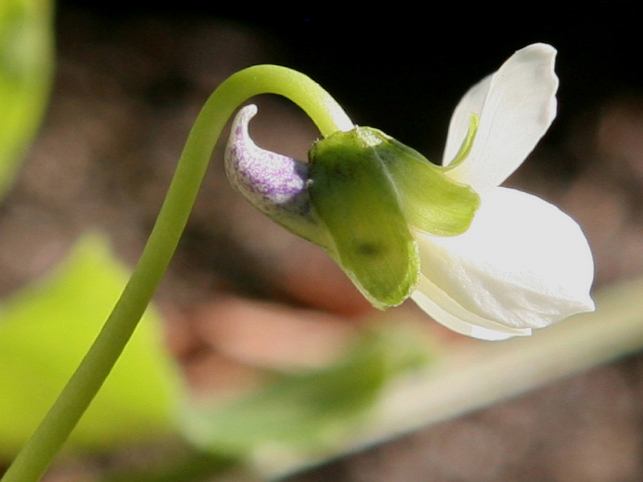 Viola sp. Viola sp.