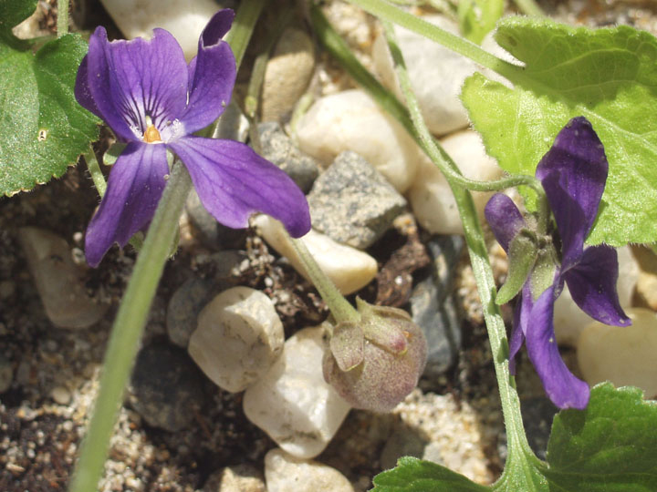Viola sp. Viola sp.