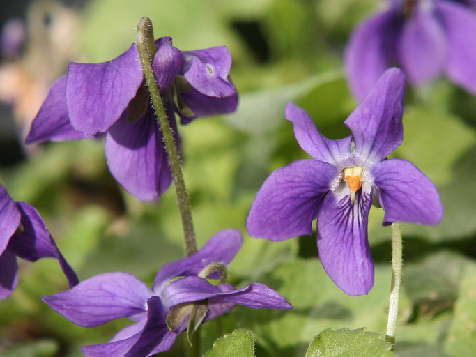 Viola sp. Viola sp.