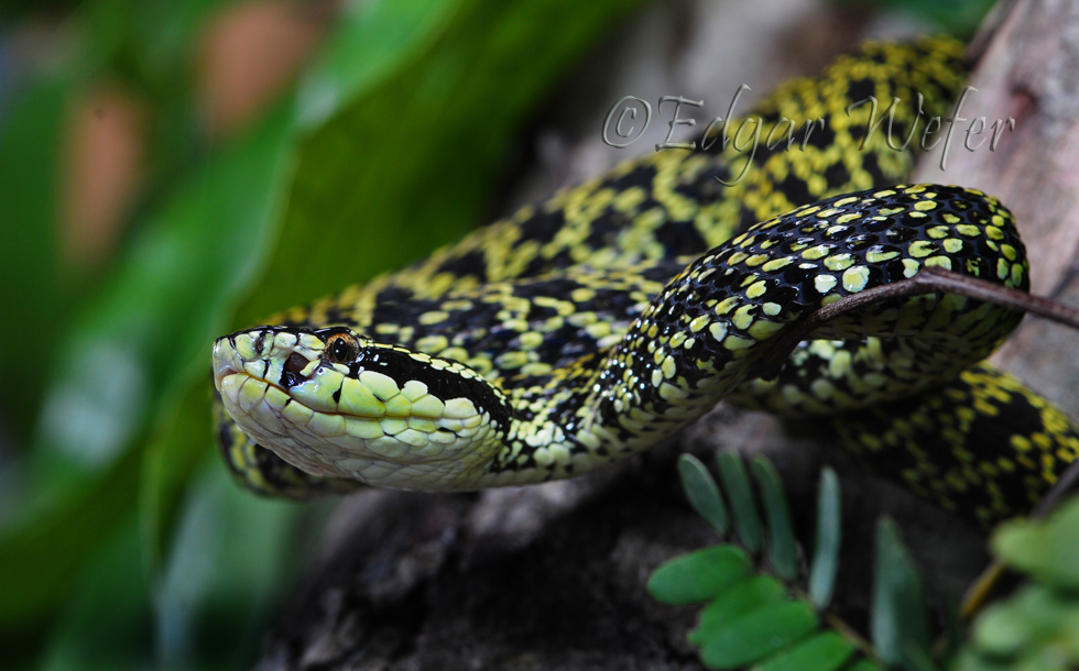 Protobothrops jerdonii jerdonii Protobothrops jerdonii jerdonii