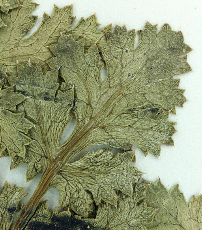 Lomatium peckianum Lomatium peckianum