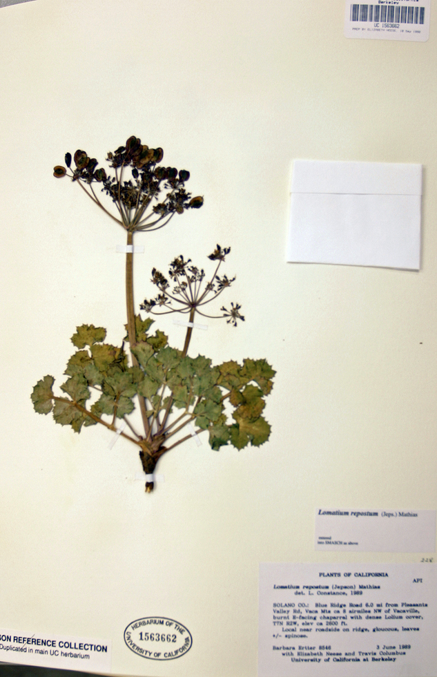 Lomatium repostum