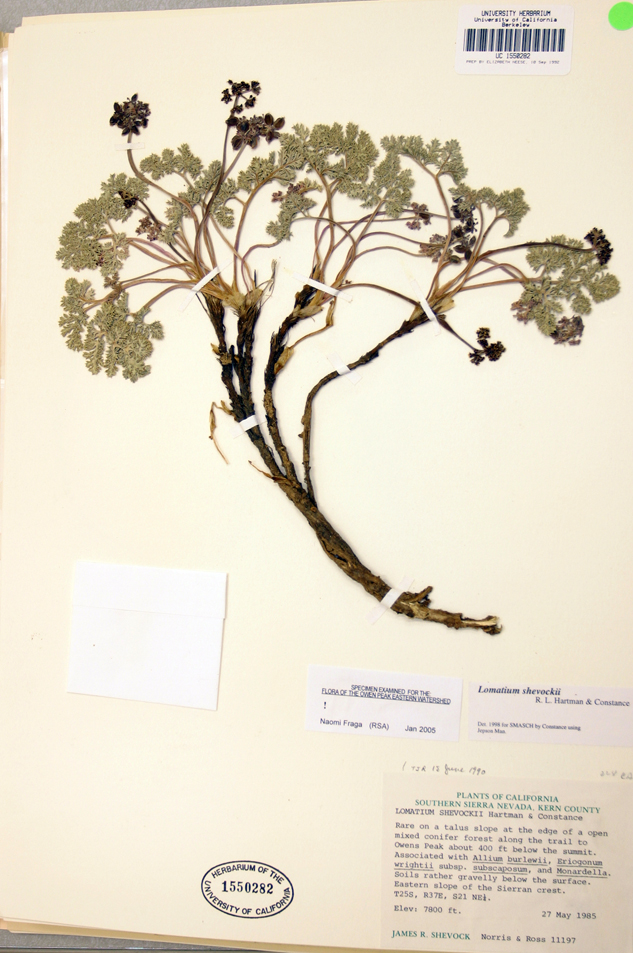Lomatium shevockii