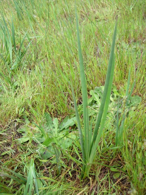 Juncus phaeocephalus Juncus phaeocephalus