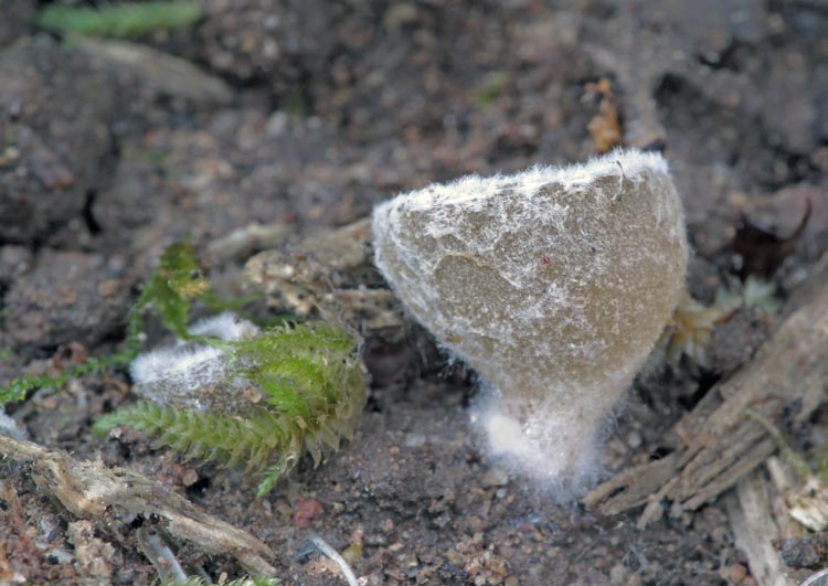 Tarzetta catinus Tarzetta catinus