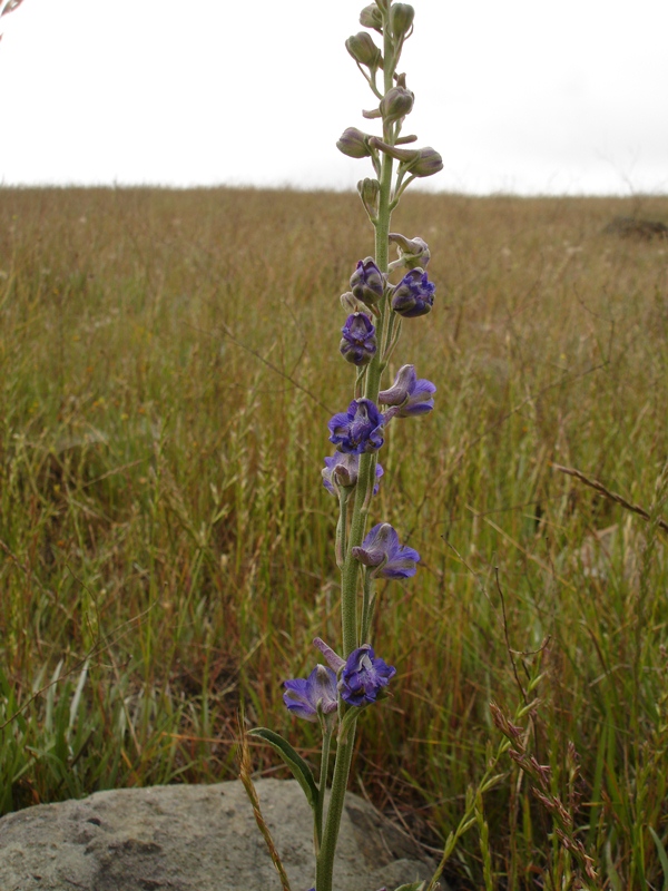 Delphinium hesperium ssp. hesperium Delphinium hesperium ssp. hesperium