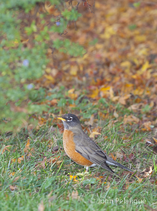 Turdus migratorius Turdus migratorius