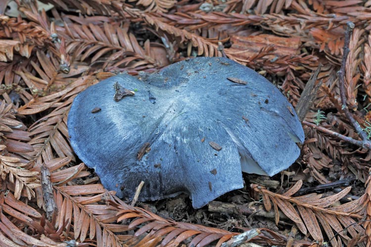 Entoloma bloxamii