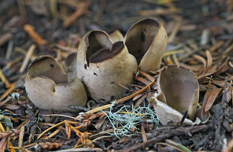 Otidea alutacea