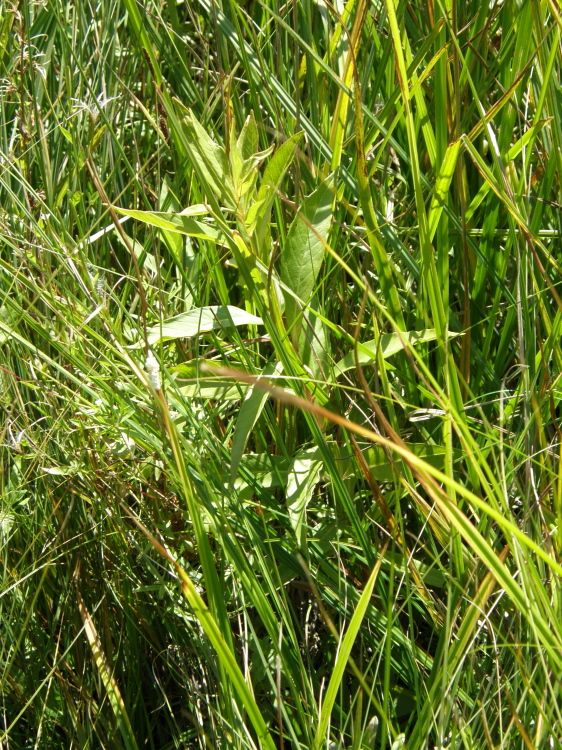 Lysimachia thyrsiflora Lysimachia thyrsiflora