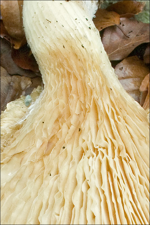 Pleurotus dryinus