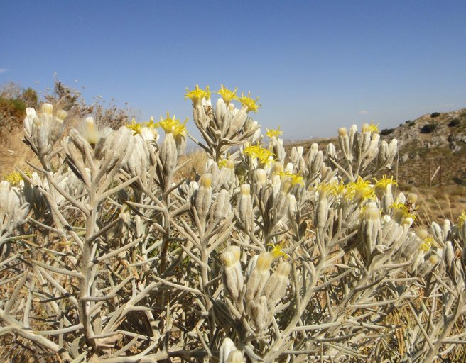 Tetradymia stenolepis