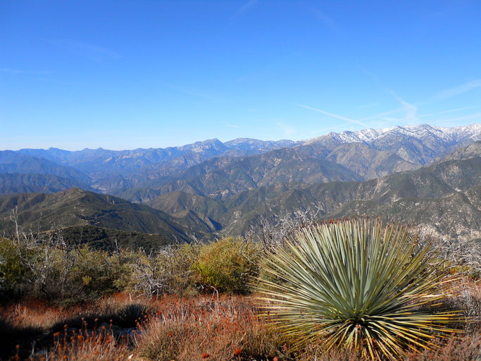 Hesperoyucca whipplei