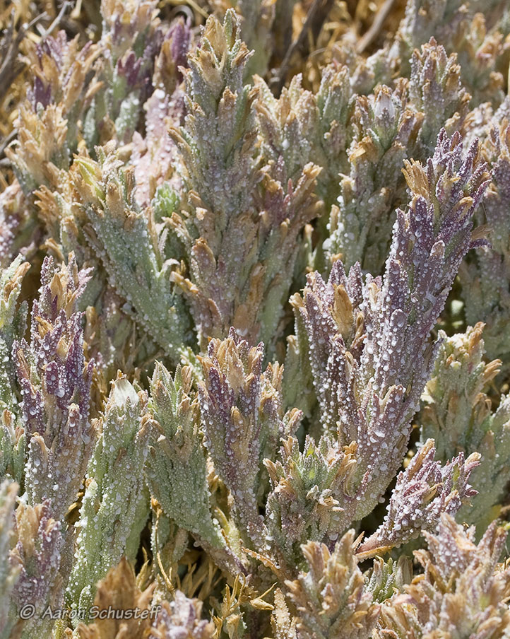 Chloropyron palmatum Chloropyron palmatum