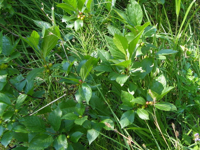 Rhamnus alnifolia