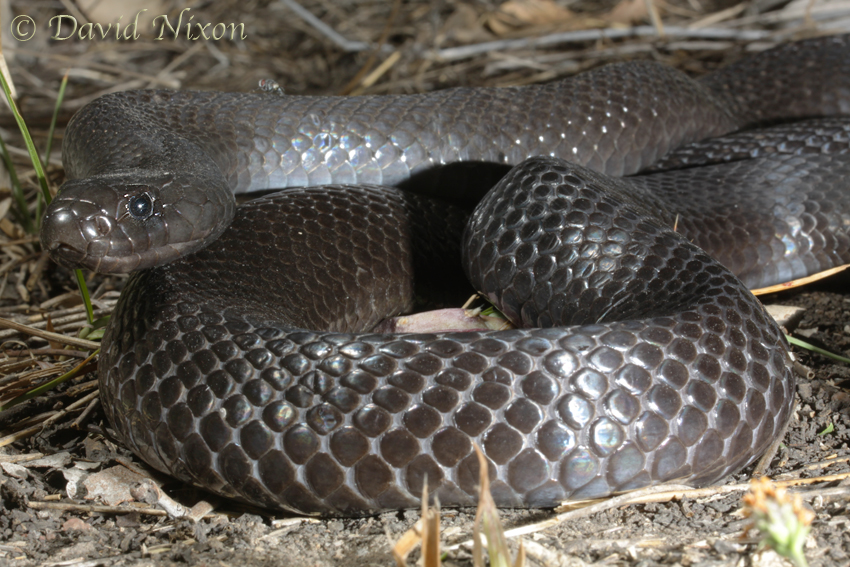 Pseudechis guttatus Pseudechis guttatus