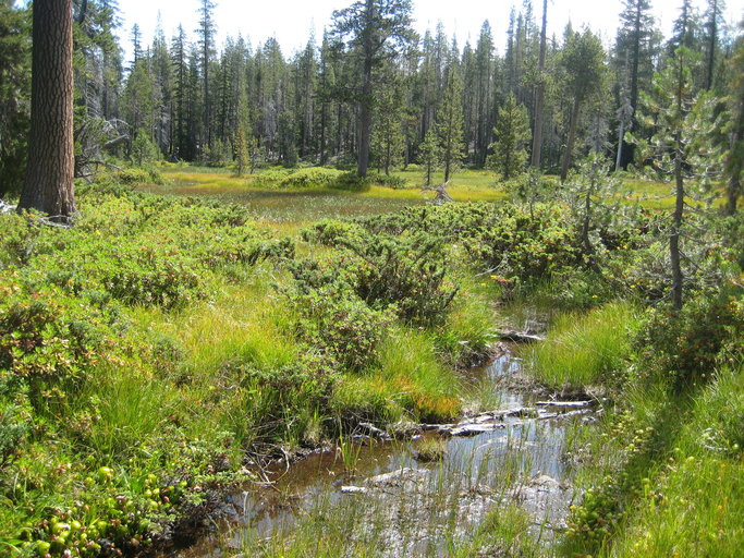 Wet meadow with fens, E Klamath Mountains, S side China Mountain