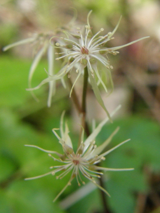 Coptis laciniata Coptis laciniata