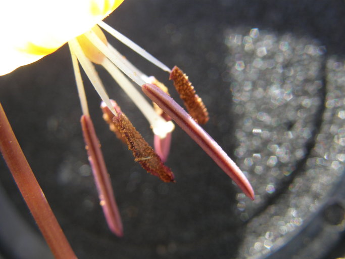 Erythronium citrinum var. roderickii