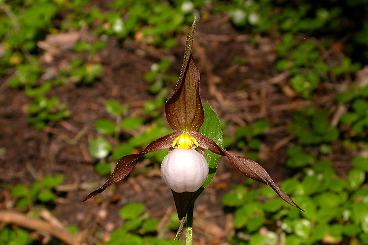 Cypripedium montanum