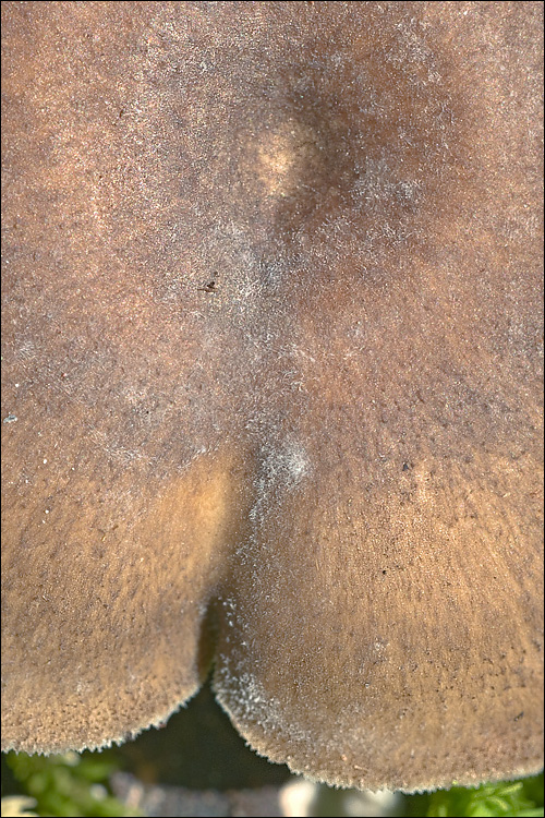 Polyporus brumalis
