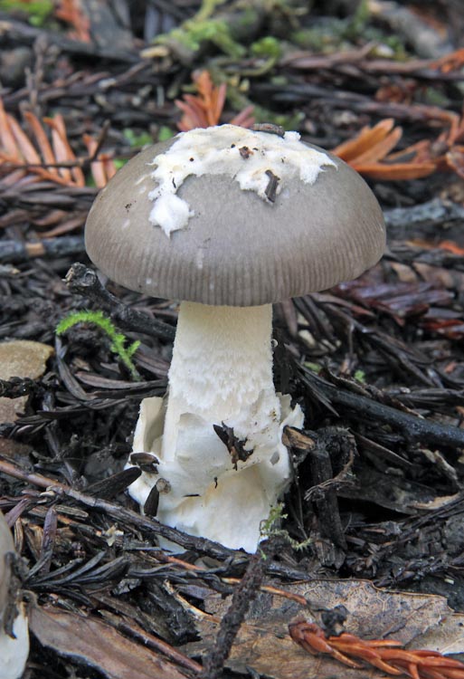 Amanita vaginata Amanita vaginata
