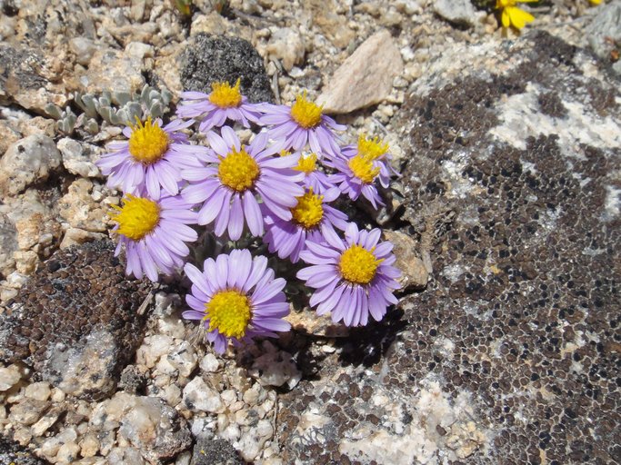 Erigeron pygmaeus