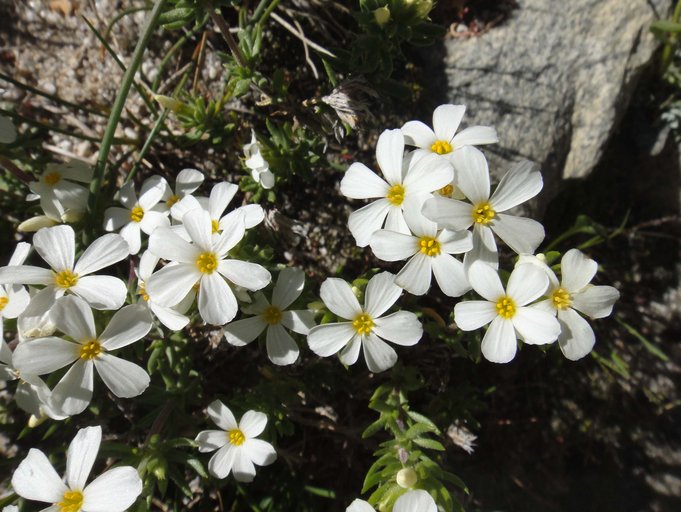 Leptosiphon pachyphyllus Leptosiphon pachyphyllus